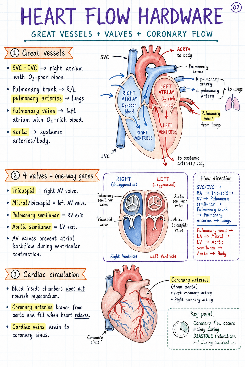 Handwritten cardiovascular system page showing heart flow hardware